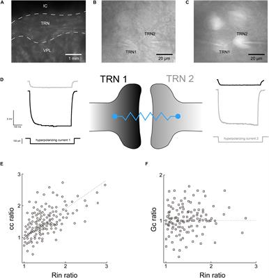 Effects of Propofol on Electrical Synaptic Strength in Coupling Reticular Thalamic GABAergic Parvalbumin-Expressing Neurons